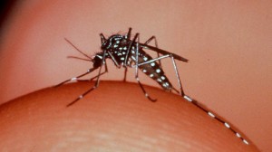 dengue_1_0