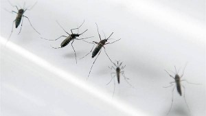 mosquito-transmite-Zika-dengue-AFP_CLAIMA20151201_0002_28