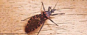 mal-de-chagas-diez-precauciones-para-prevenirlo
