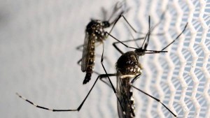 Aedes-mosquito-transmite-chicunguna-Reuters_CLAIMA20160802_0095_28